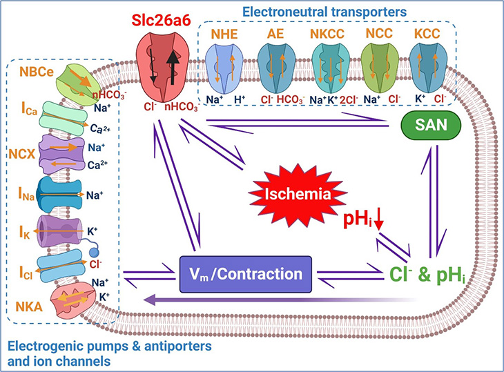 Rectangular chart illustrating chloride and intracellular pH regulation in cardiomyocytes