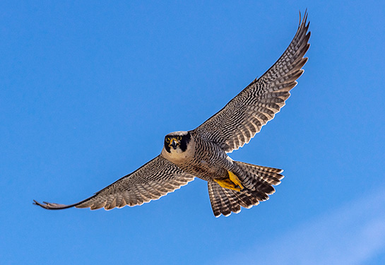 Falcon flying in the air with wings extended out