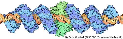 TALE binding to DNA