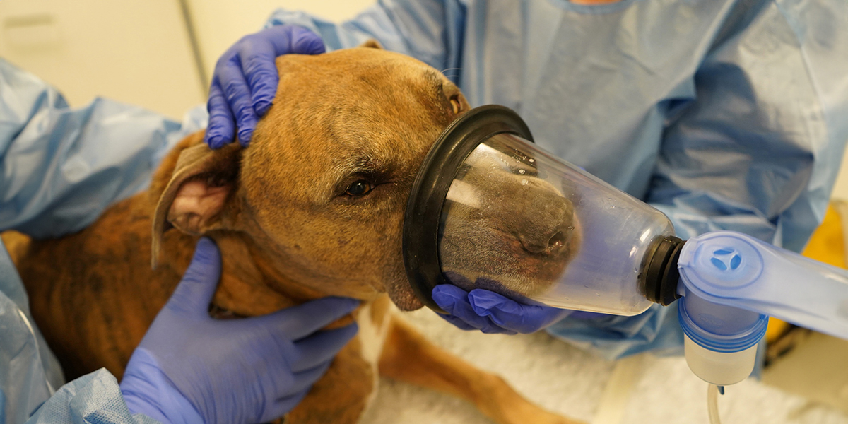 Canine cancer patient Tyson  receiving inhaled immunotherapy