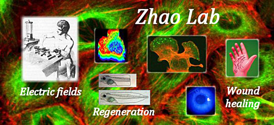 Zhao Lab - Electric fields, regeneration and wound healing